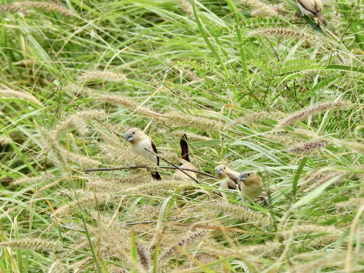 African Silverbill - ML560988931