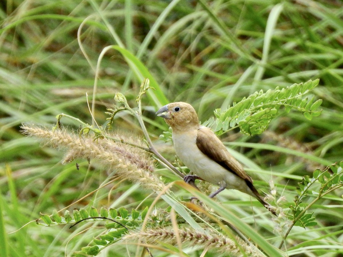 African Silverbill - ML560989041