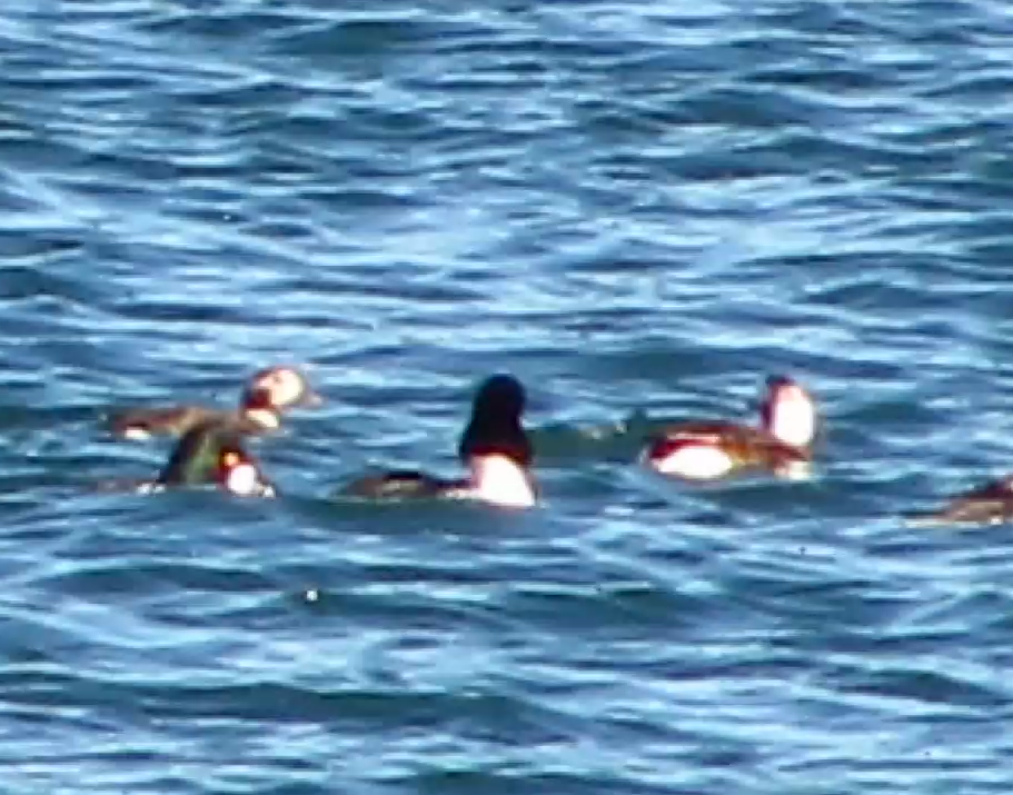 Long-tailed Duck - ML560989081