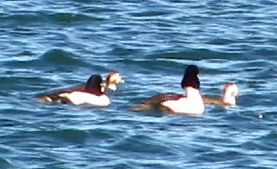 Long-tailed Duck - ML560989091