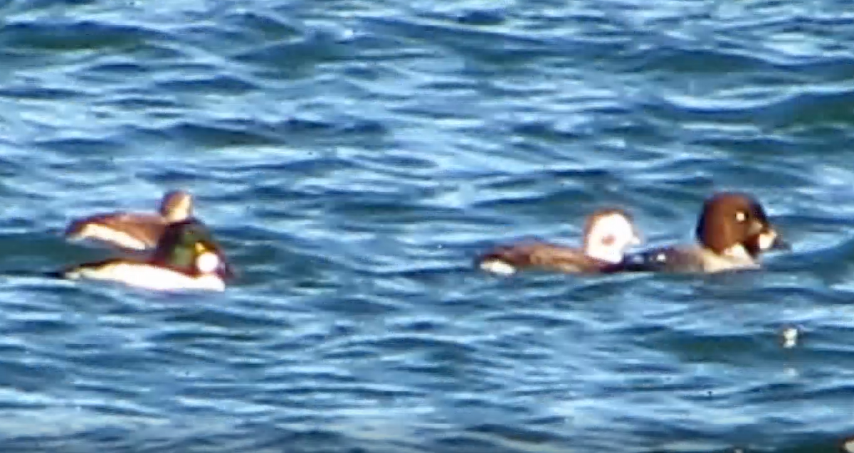 Long-tailed Duck - ML560989101