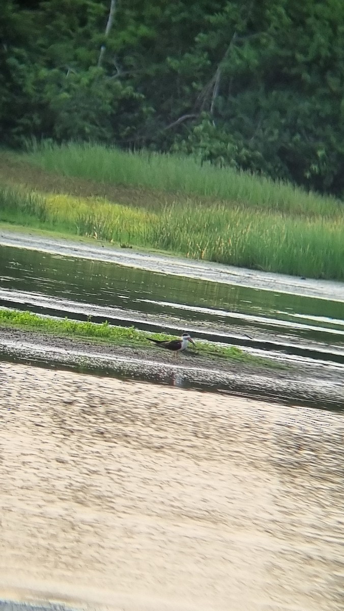 Black Skimmer - ML560990201