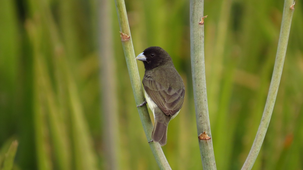 Yellow-bellied Seedeater - Jorge Muñoz García   CAQUETA BIRDING