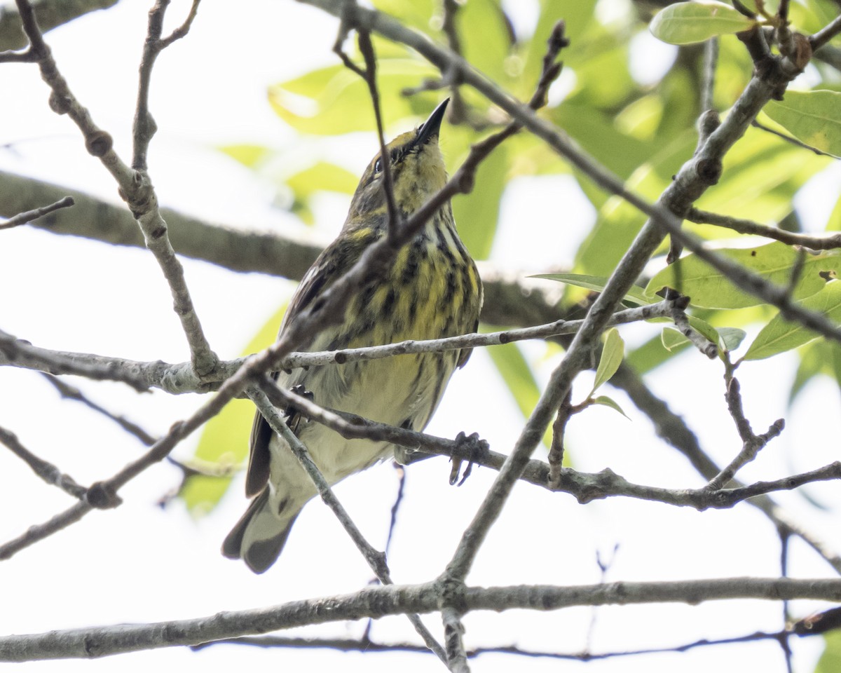 Cape May Warbler - Fran Meyerson