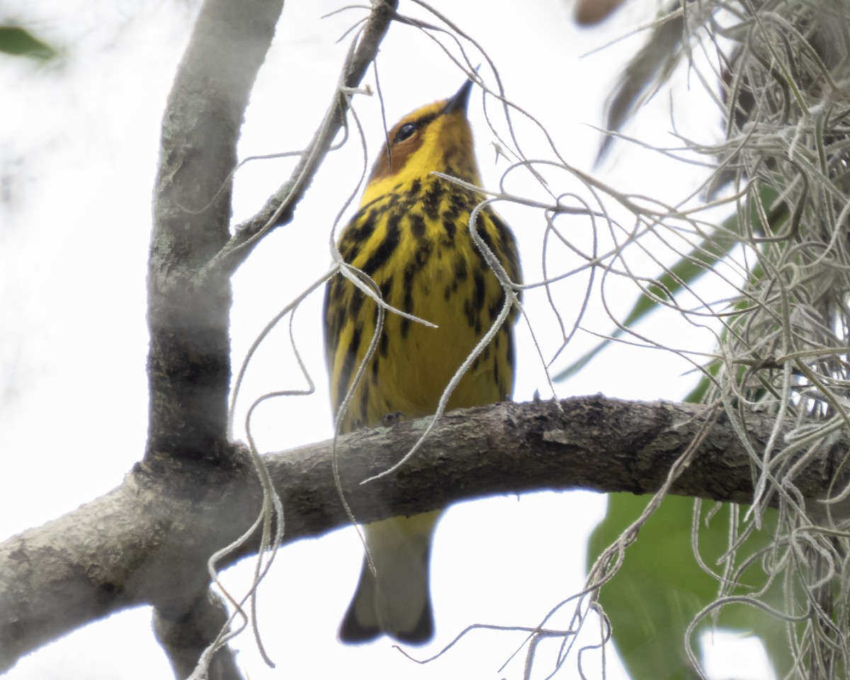 Cape May Warbler - ML560990511