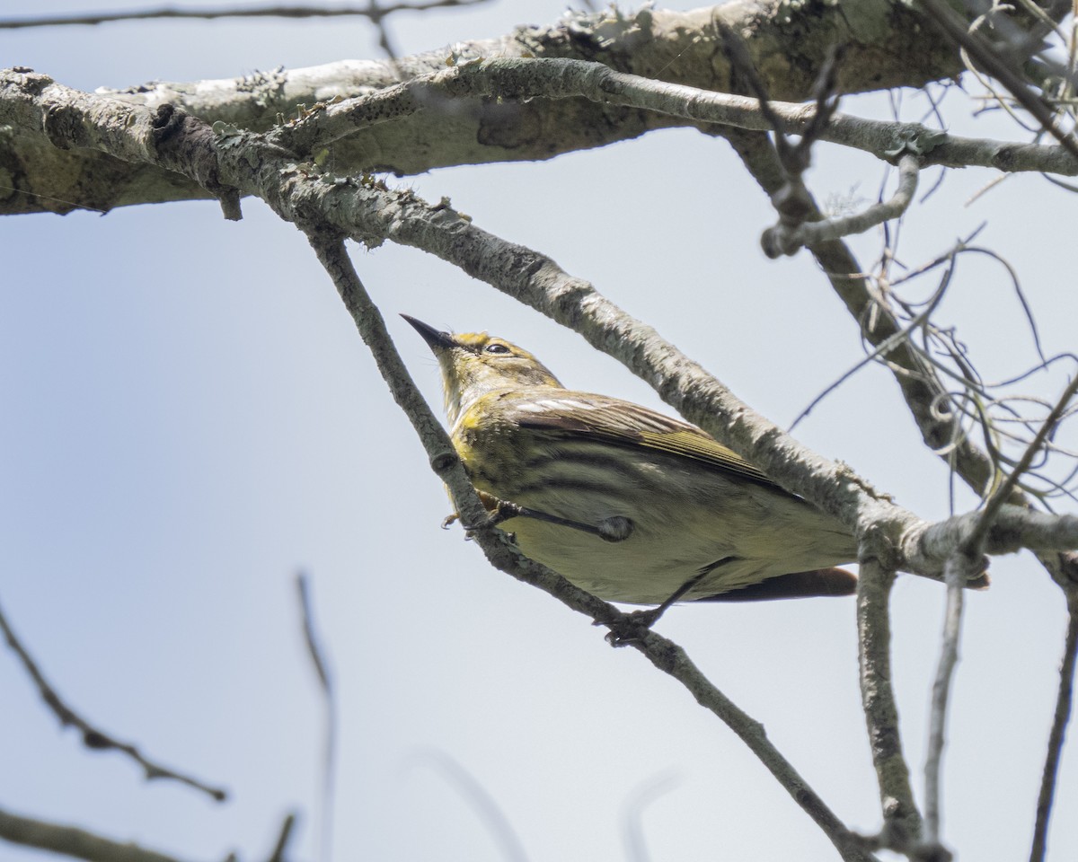 Cape May Warbler - ML560990521