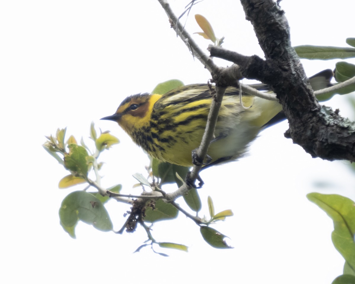 Cape May Warbler - ML560990531