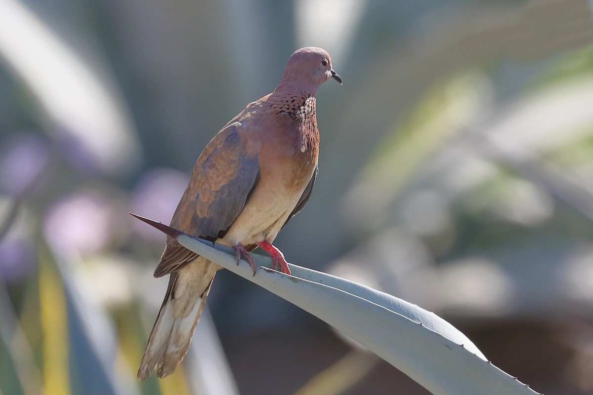 Laughing Dove - ML560990721