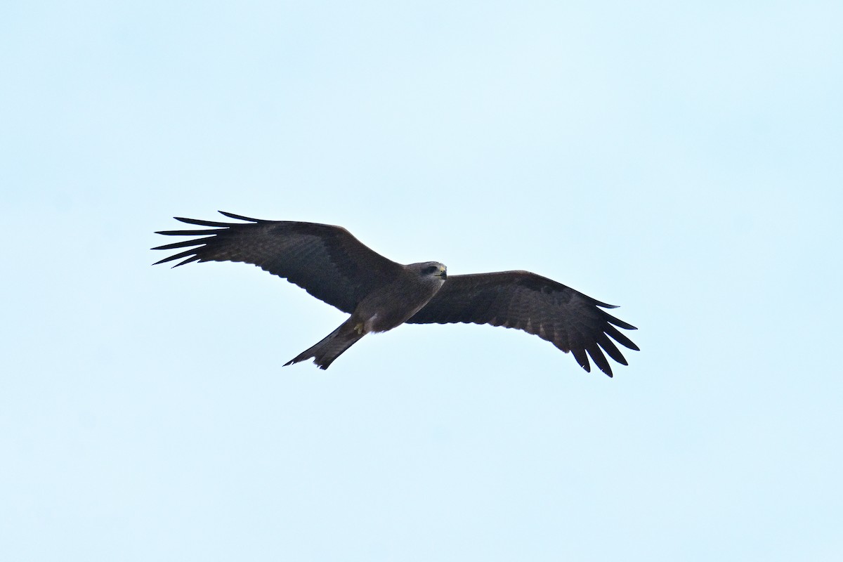 Black Kite - Mathias Haffner