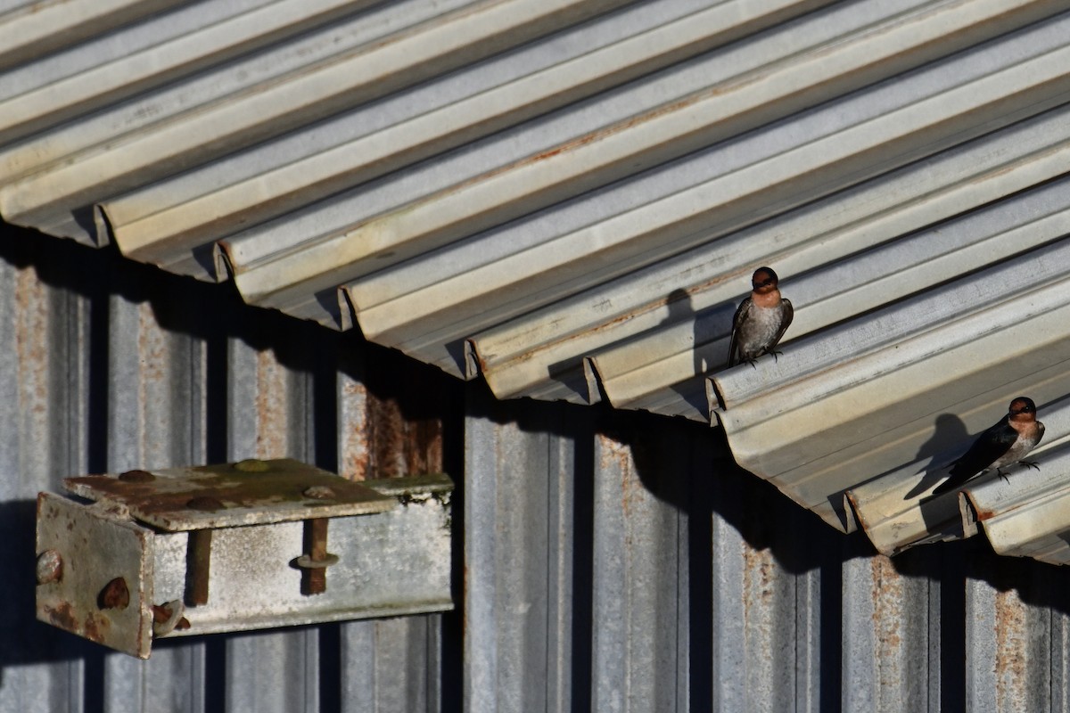 Pacific Swallow - Mathias Haffner