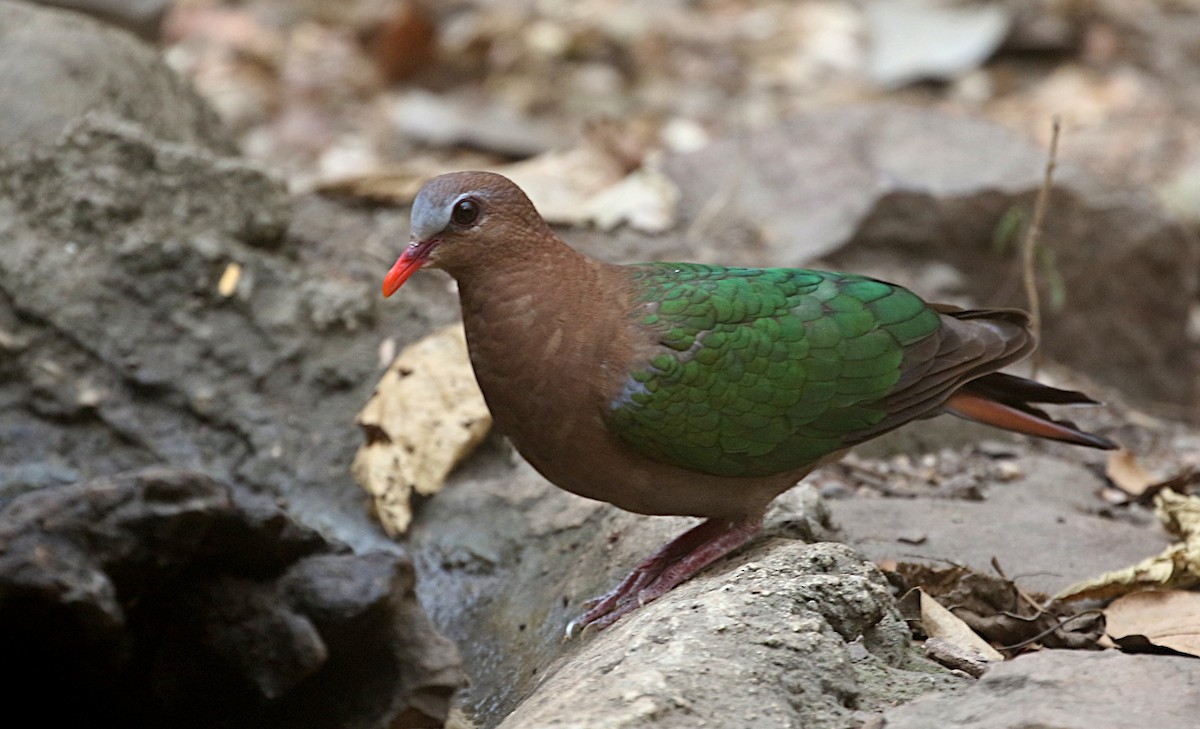 Asian Emerald Dove - Peter Ericsson