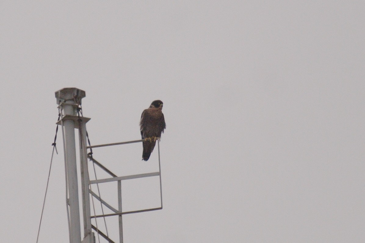 Halcón Peregrino - ML560993181