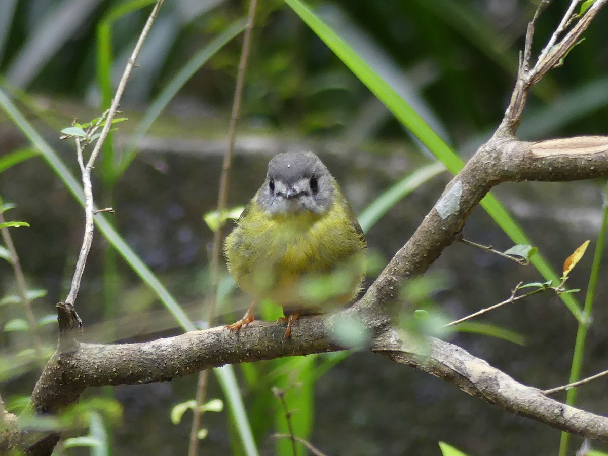 Pale-yellow Robin - ML560993921