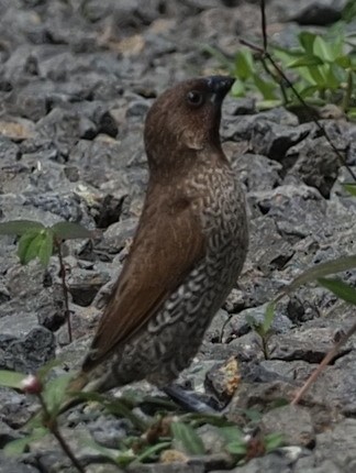 Scaly-breasted Munia - ML560994041