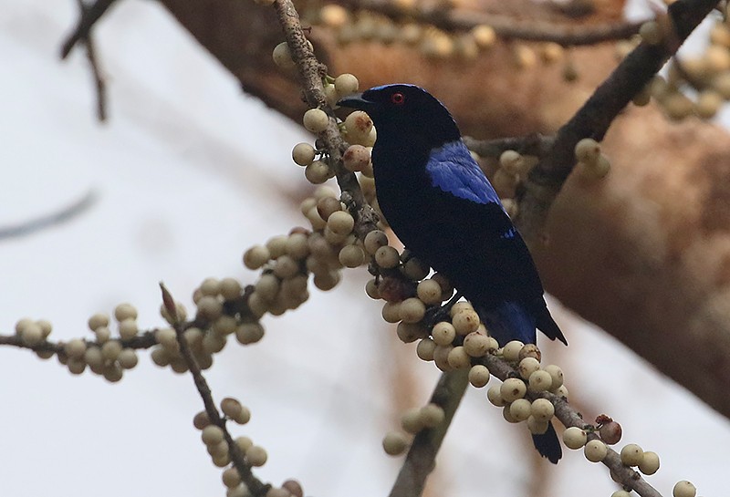 Asian Fairy-bluebird - ML560995041