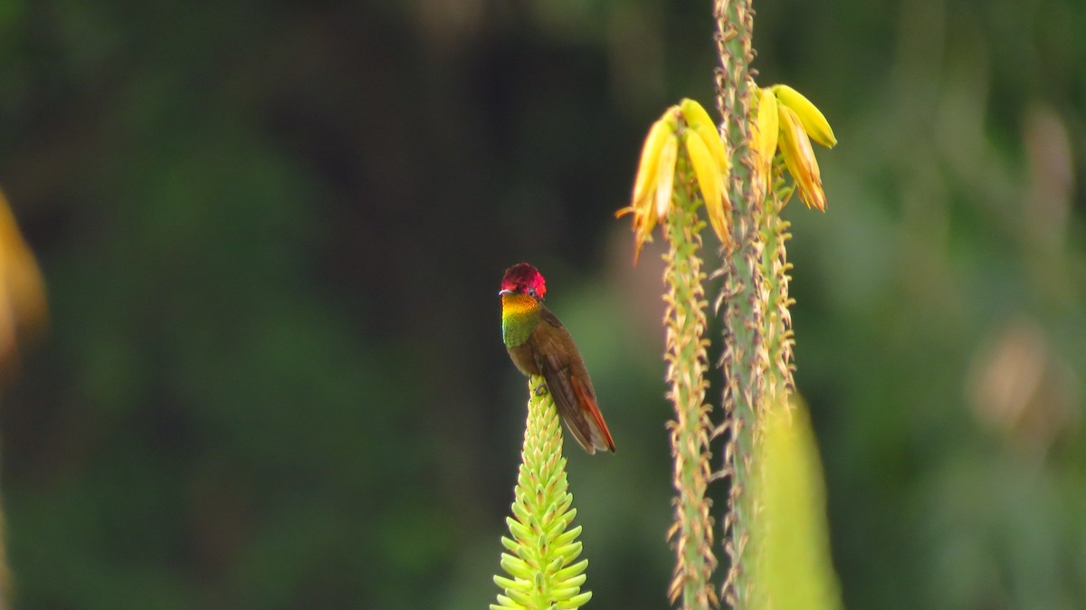 Colibrí Rubí - ML56099511