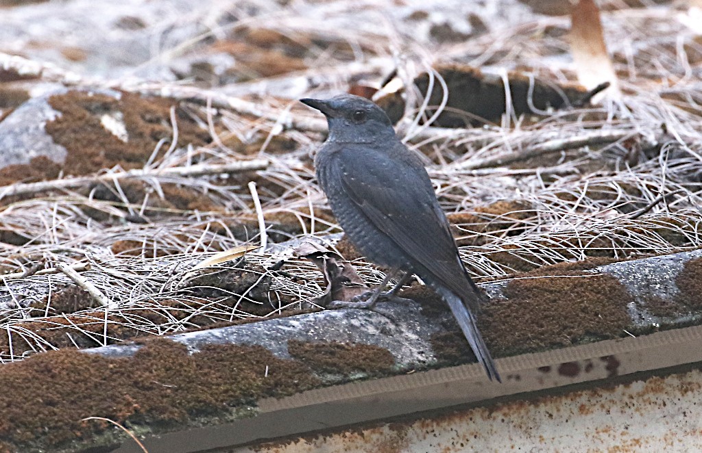 Blue Rock-Thrush - ML560995111