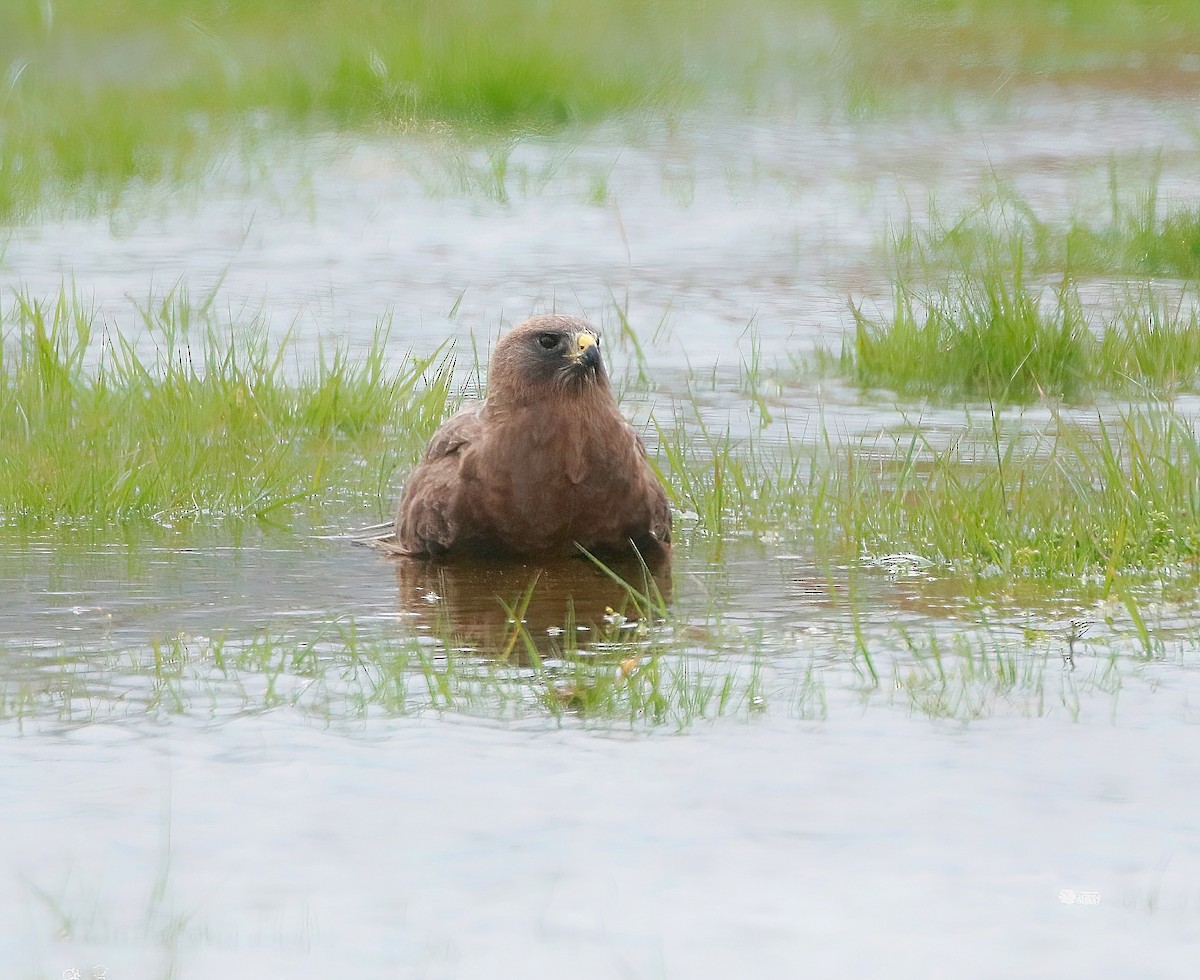 Swainson's Hawk - ML560995131