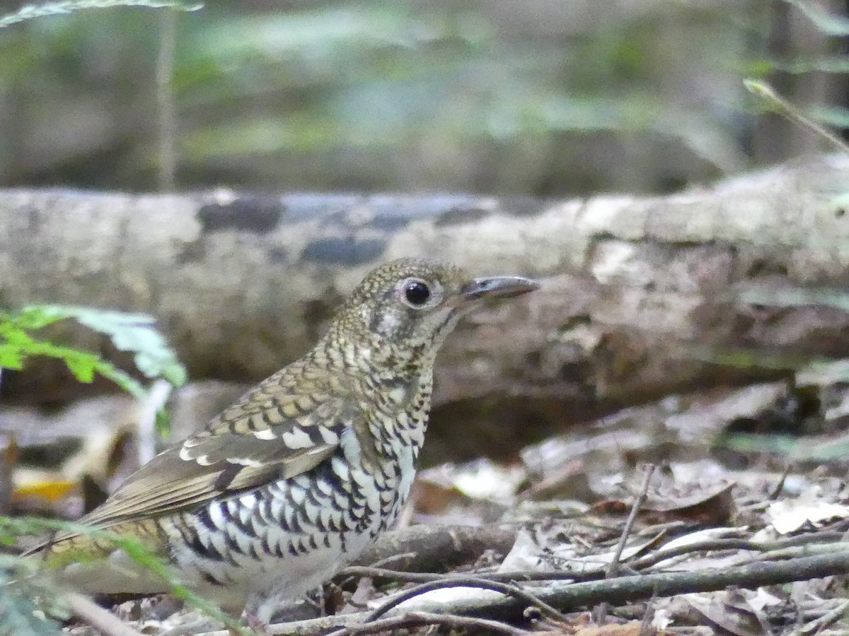 Russet-tailed Thrush - ML560995561