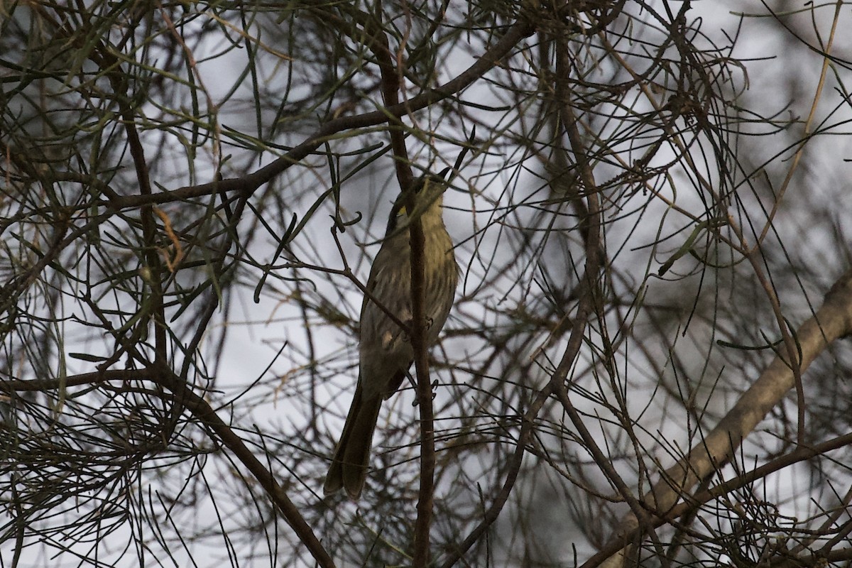 Singing Honeyeater - ML560996061