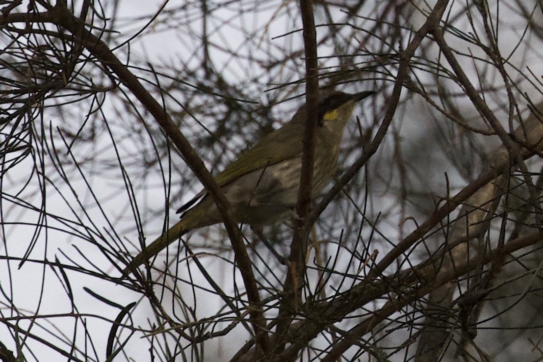 Singing Honeyeater - ML560996071