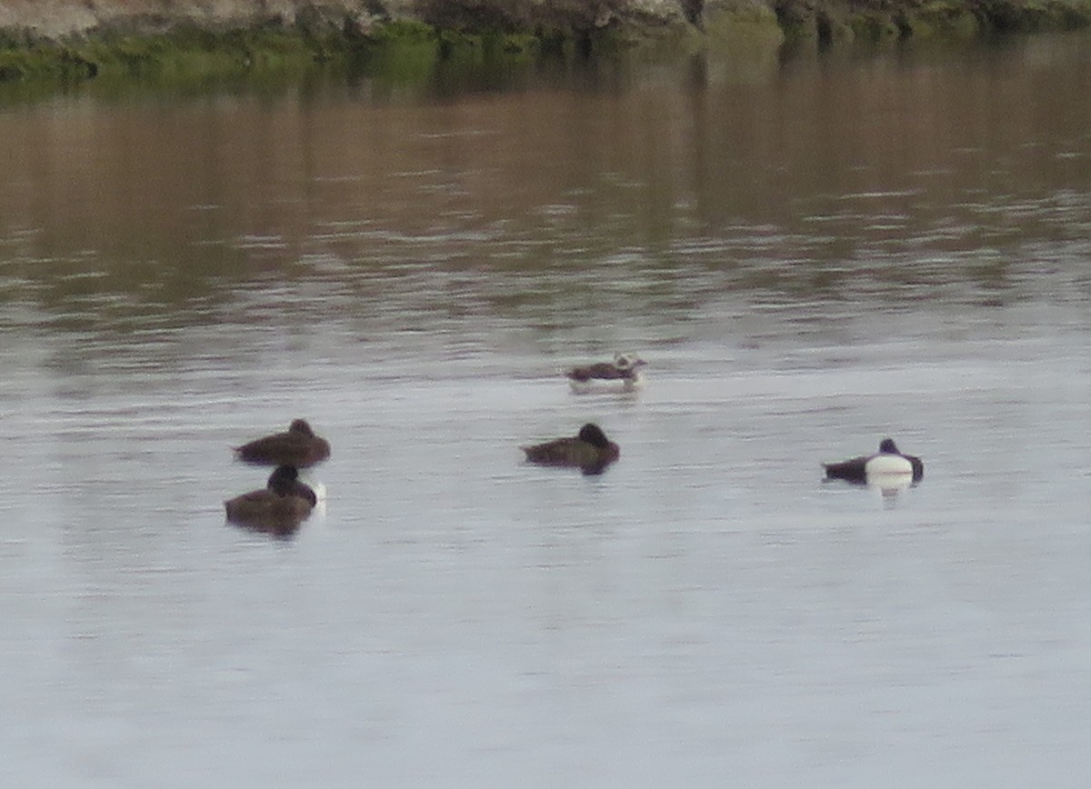 Long-tailed Duck - ML560996511