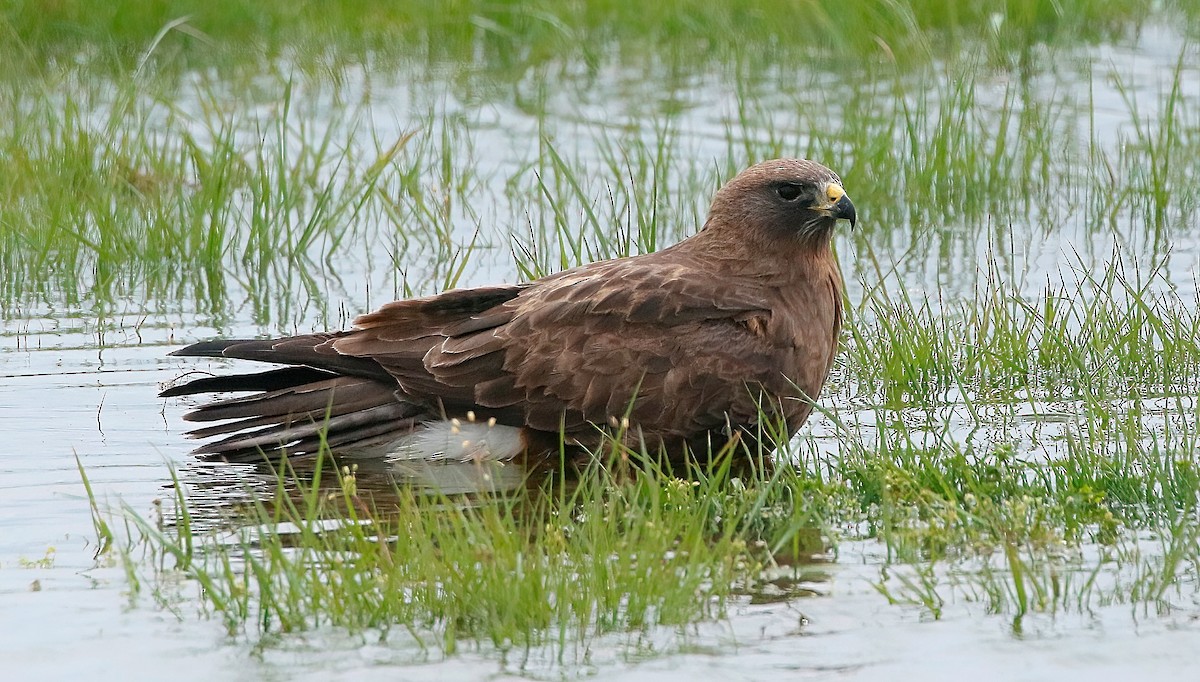 Swainson's Hawk - ML560998641