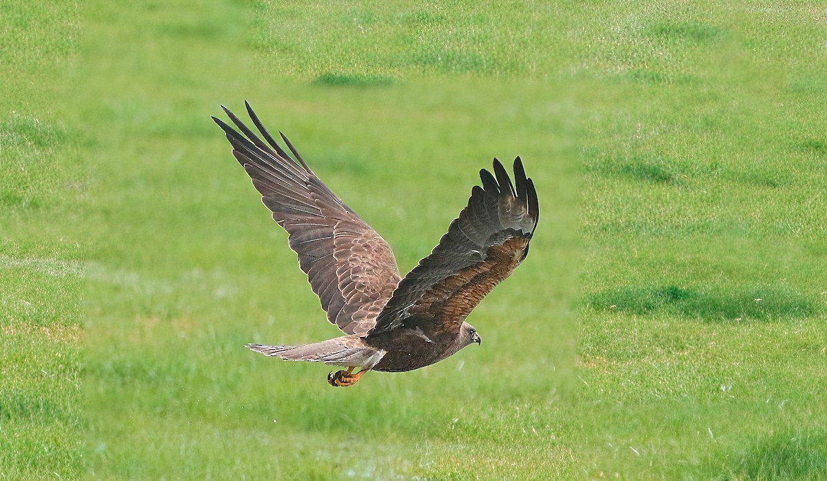 Swainson's Hawk - ML560999291