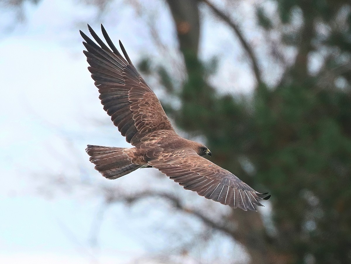 Swainson's Hawk - ML561000001