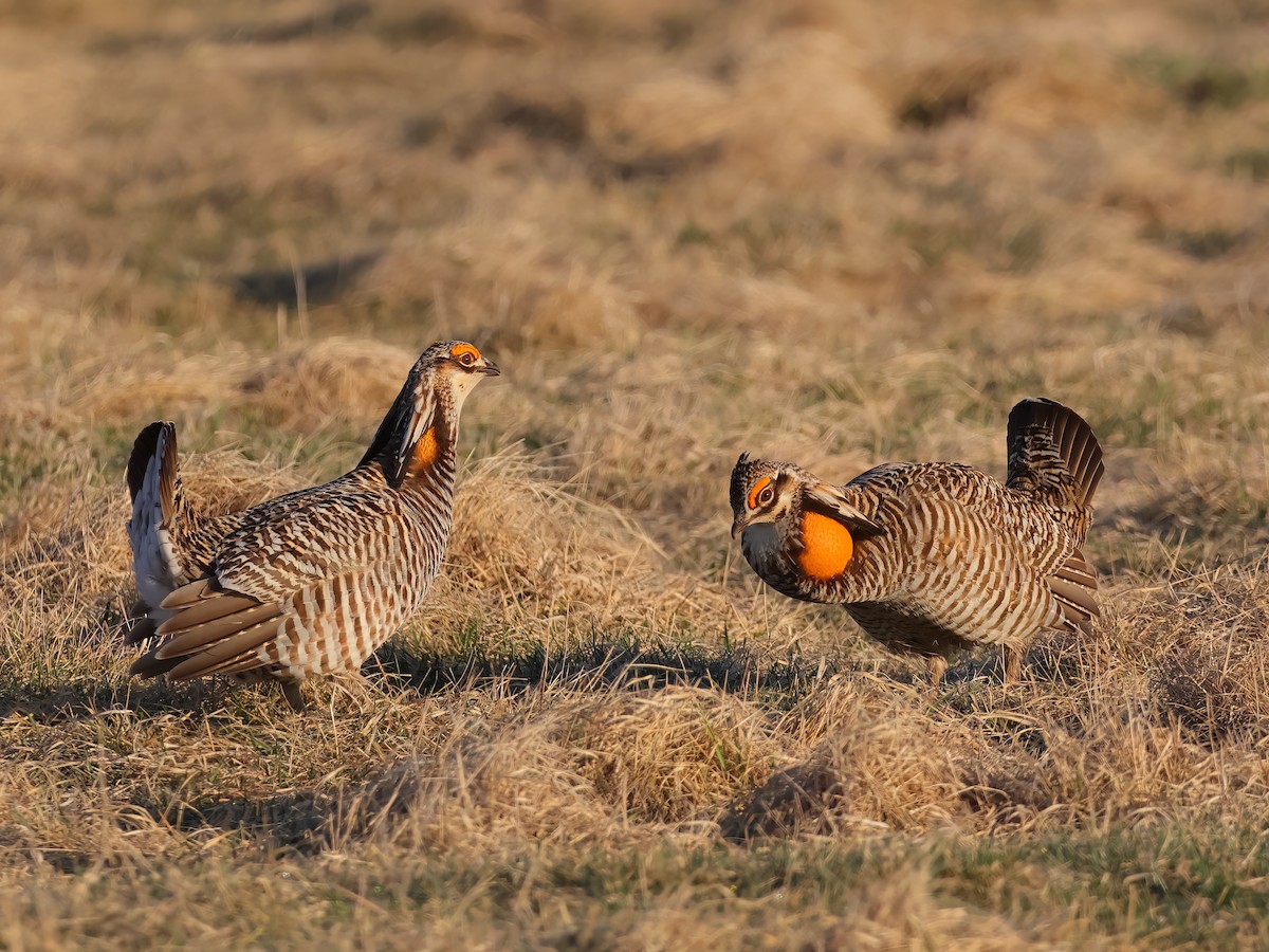 Greater Prairie-Chicken - Ian Sarmiento