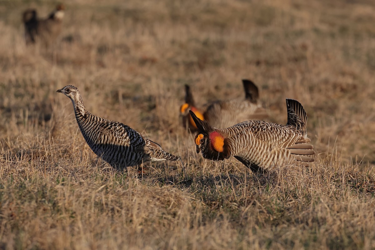 Greater Prairie-Chicken - Ian Sarmiento