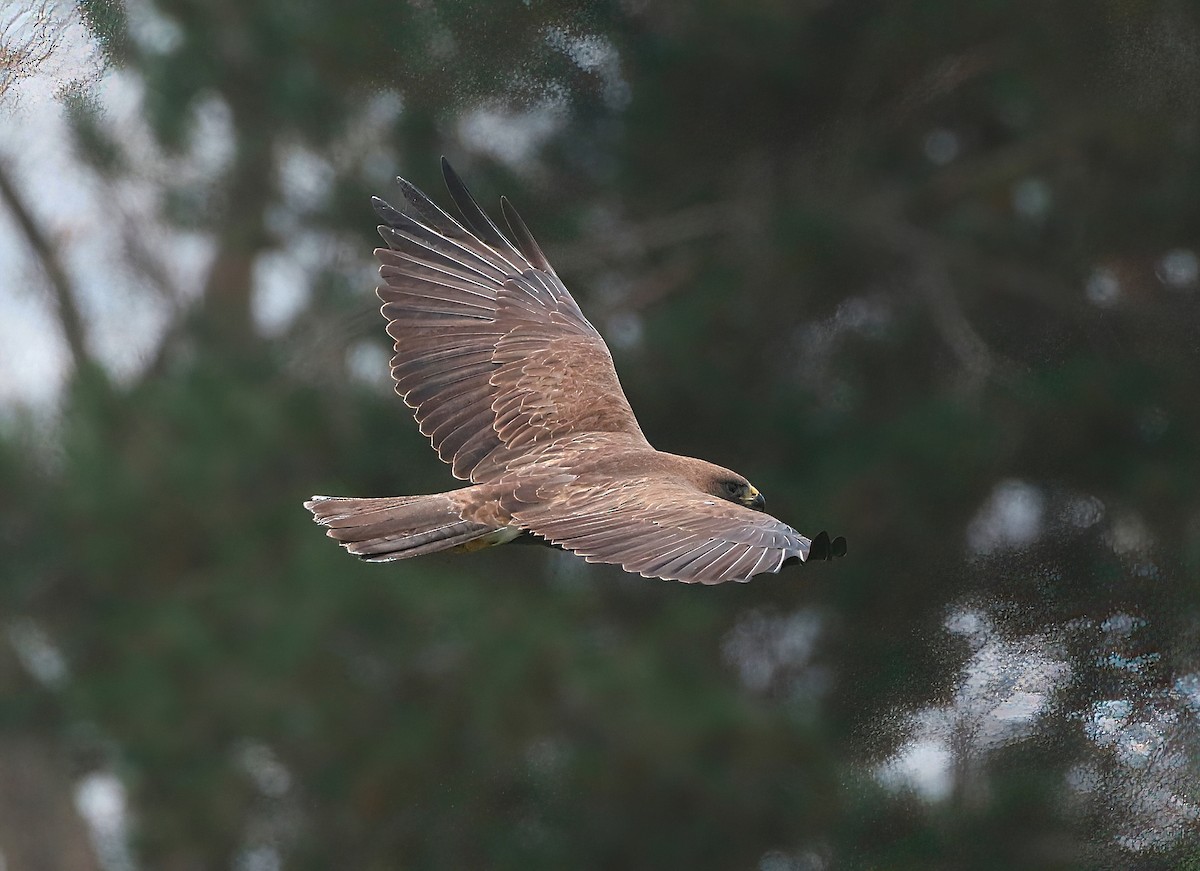 Swainson's Hawk - ML561000731