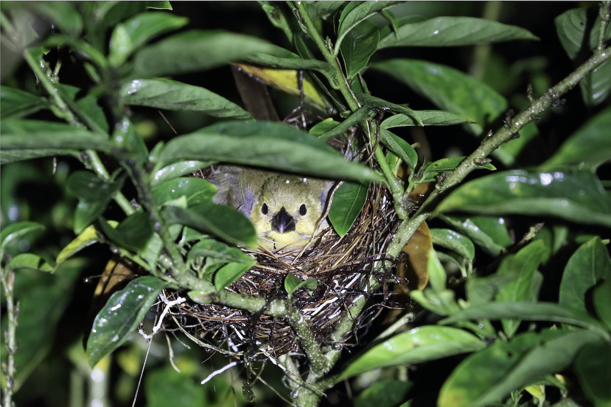 Variable Seedeater - ML561000771