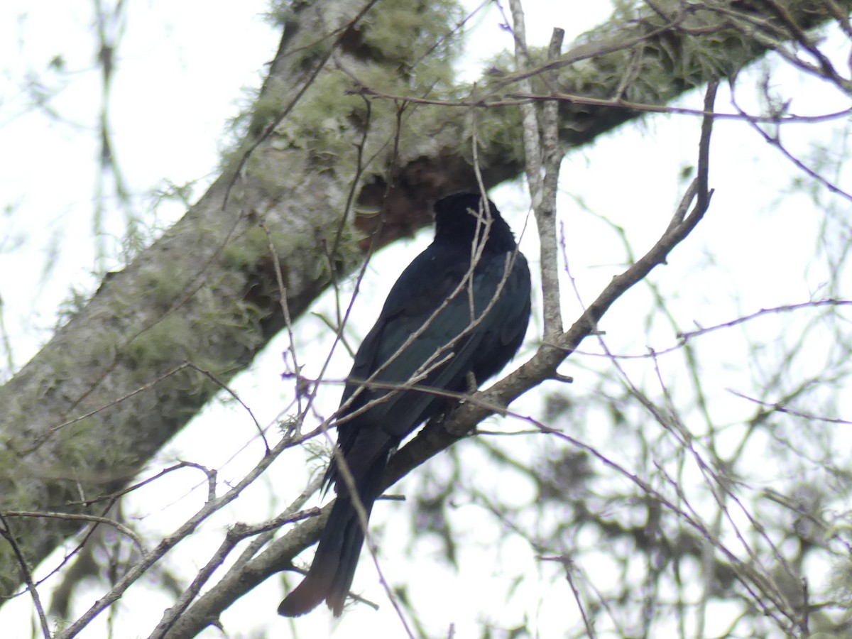 Spangled Drongo - ML561000791