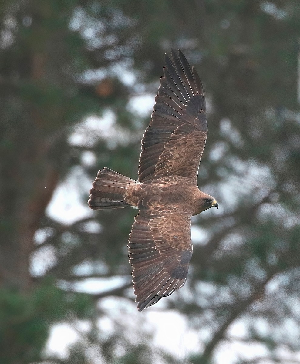 Swainson's Hawk - ML561001161