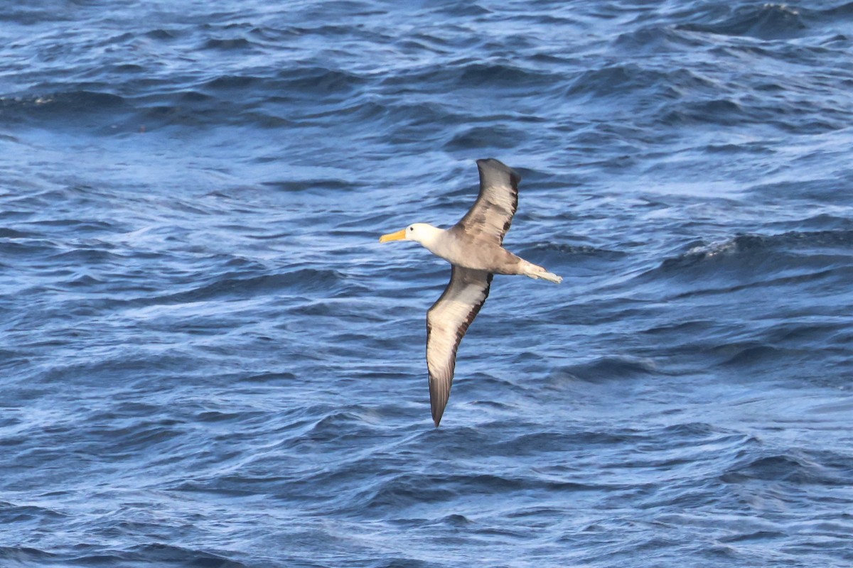 Albatros de Galápagos - ML561001831