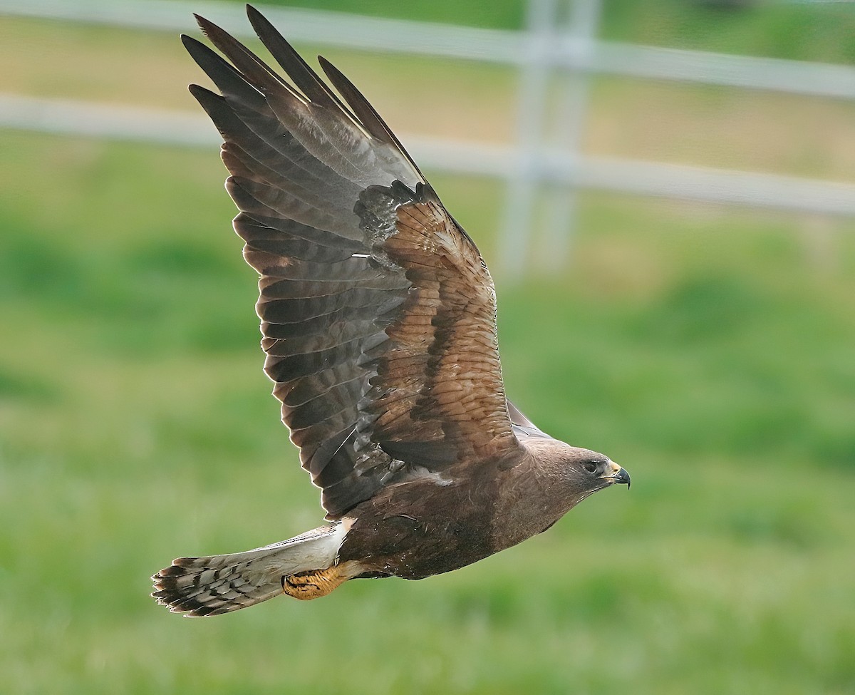 Swainson's Hawk - ML561001871