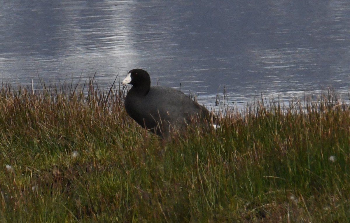 American Coot - ML561001991