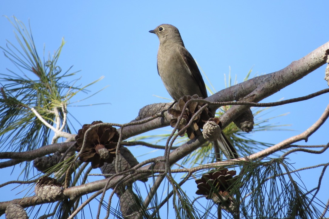 Townsend's Solitaire - Vern Benhart