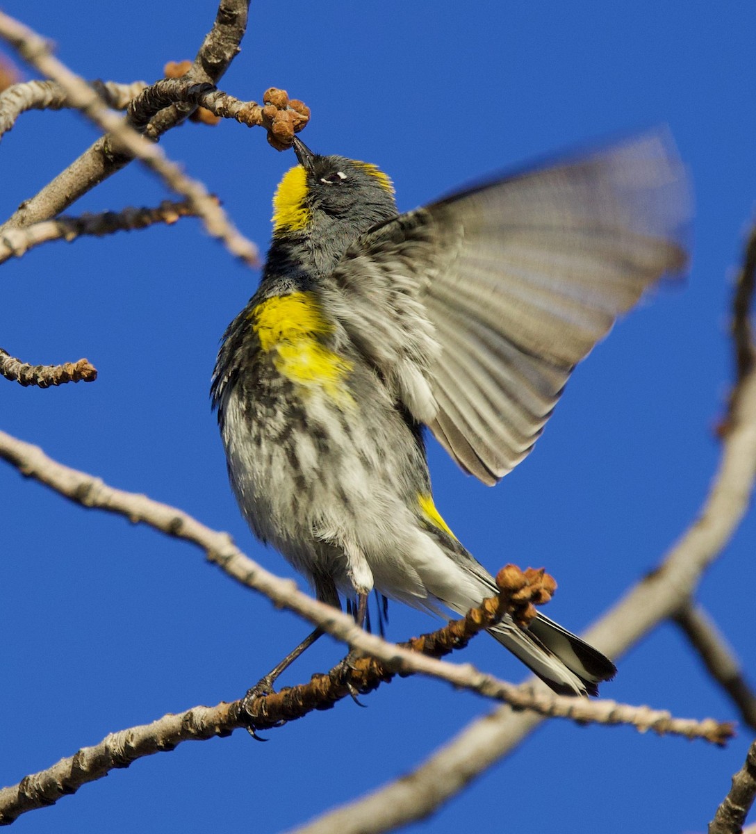 Yellow-rumped Warbler - Matt Yawney