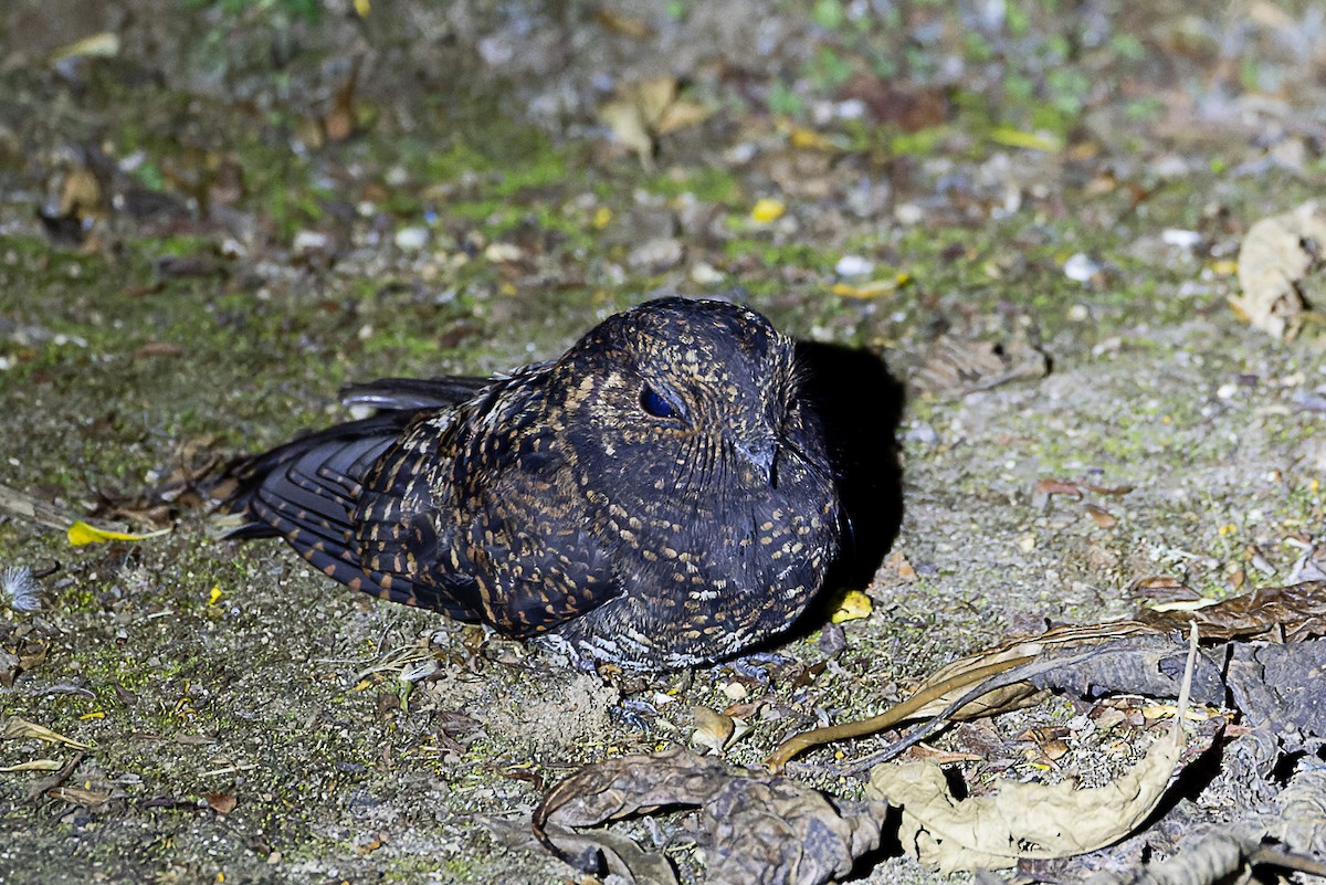 Dusky Nightjar - Steve Popple