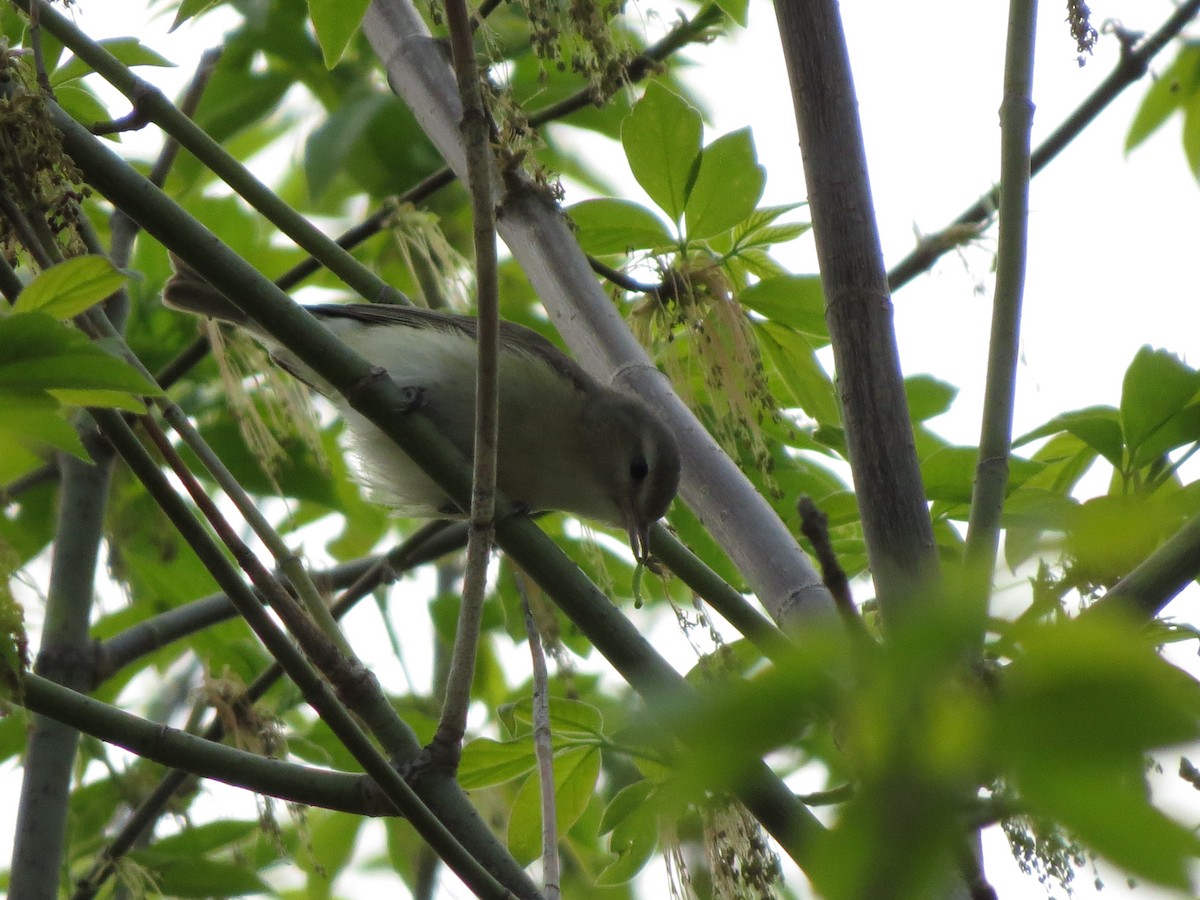 Ötücü Vireo (gilvus) - ML56100421