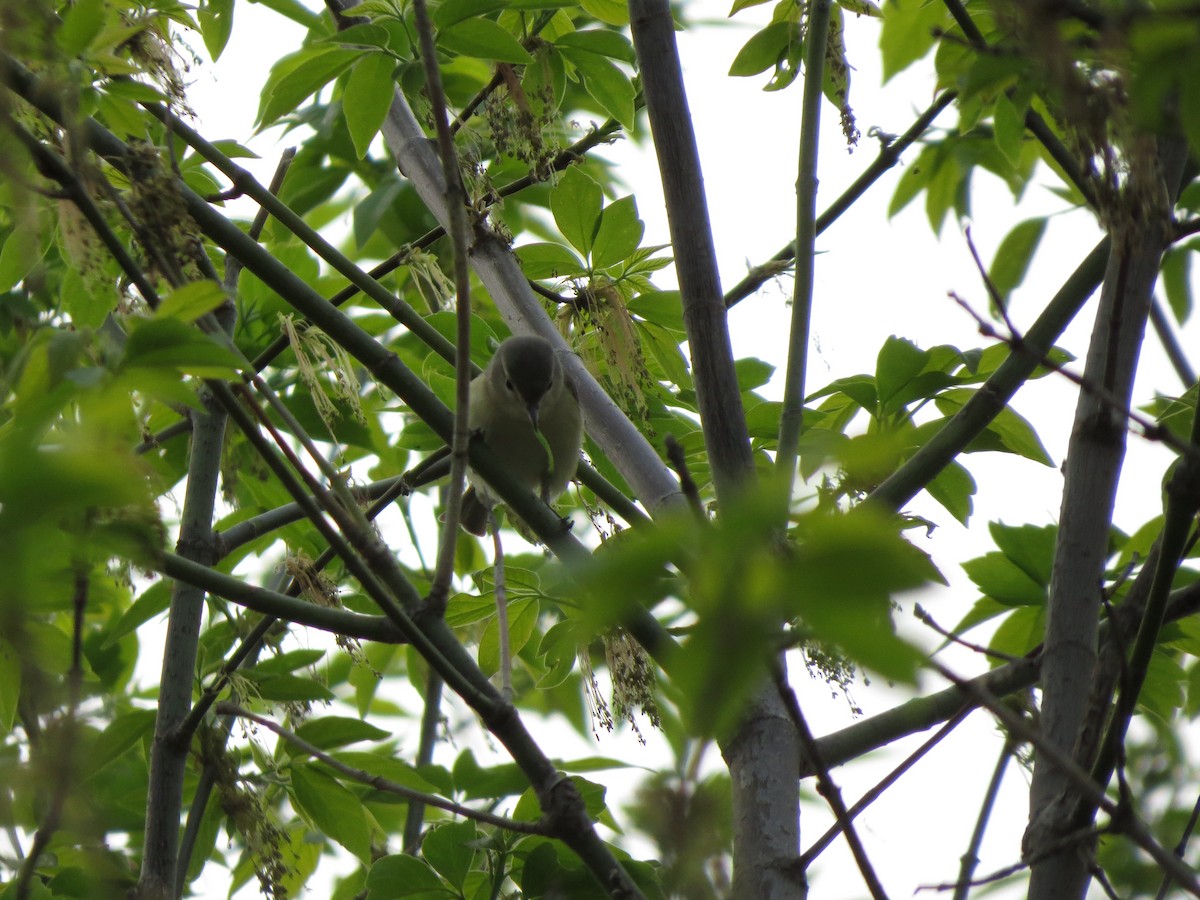 Ötücü Vireo (gilvus) - ML56100591