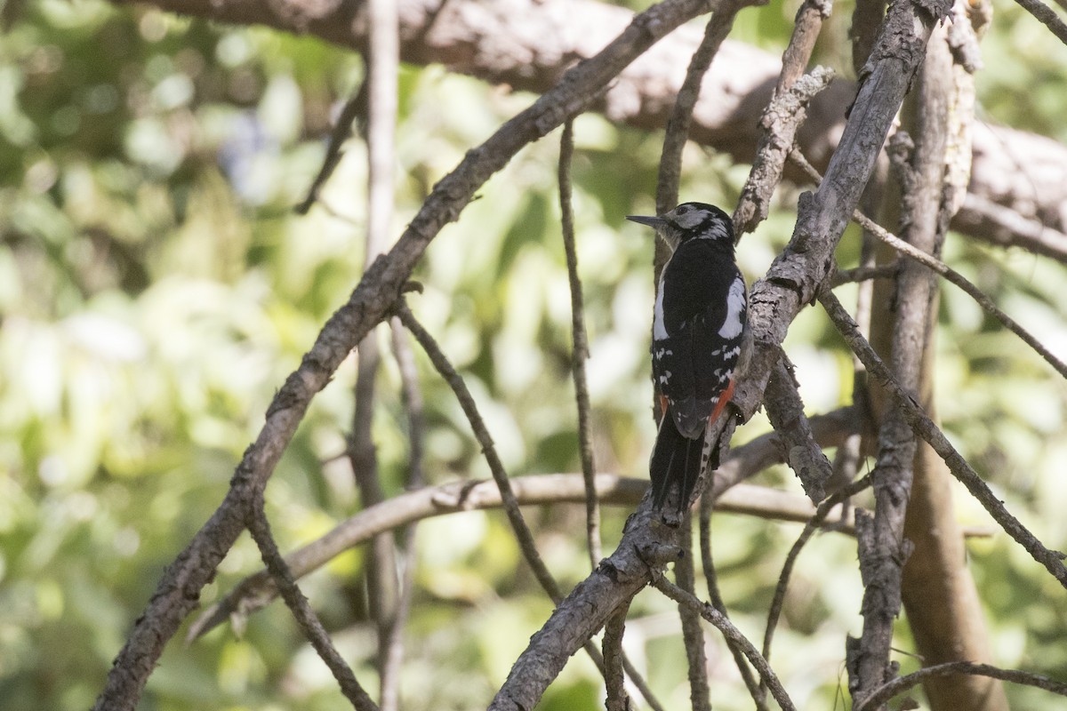 Himalayan Woodpecker - ML561006211