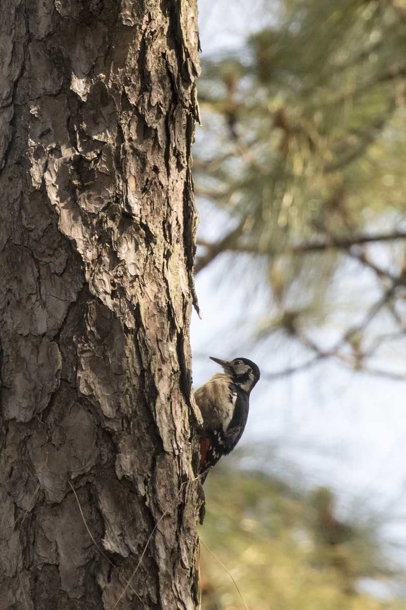 Himalayan Woodpecker - ML561006221