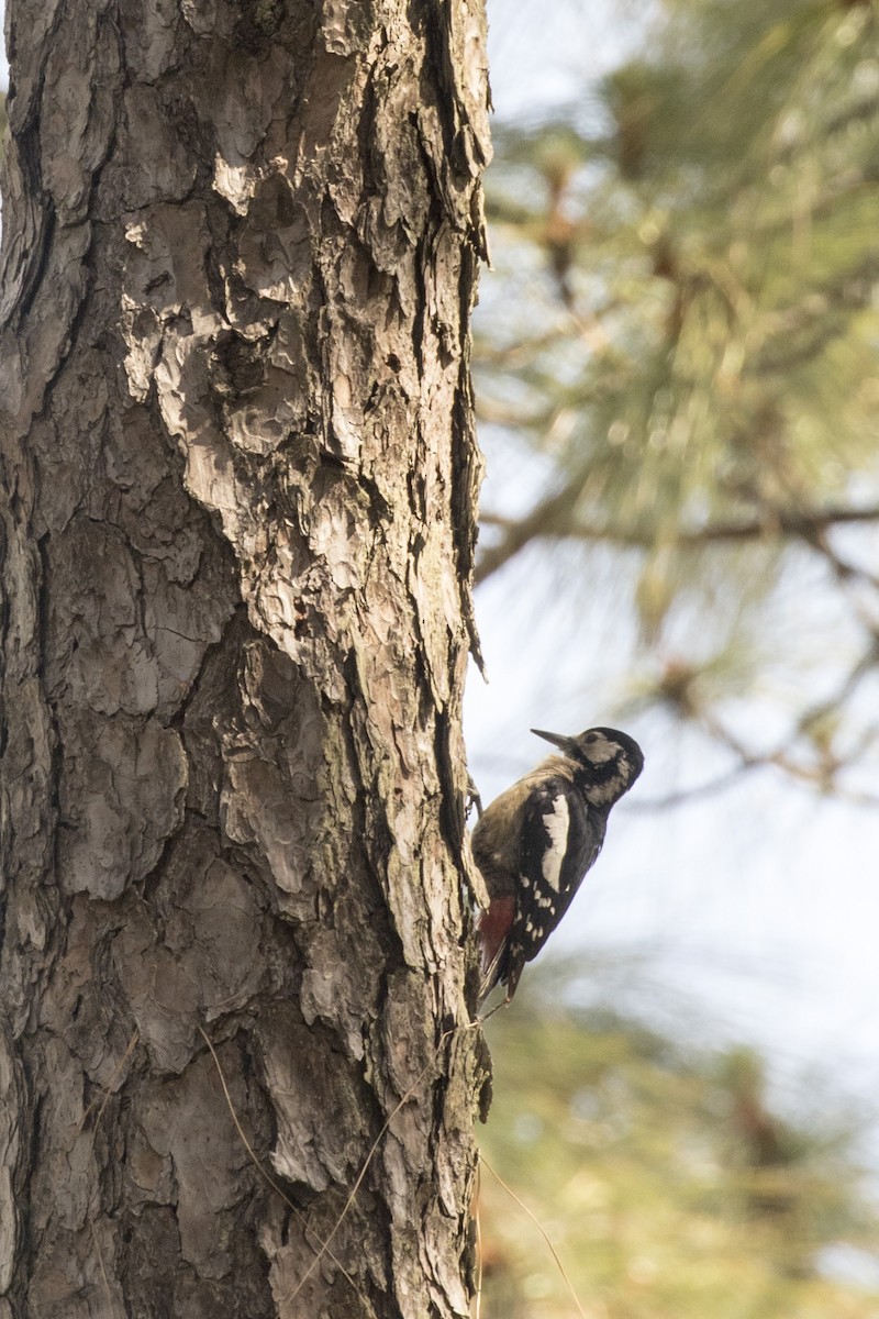Himalayan Woodpecker - ML561006231