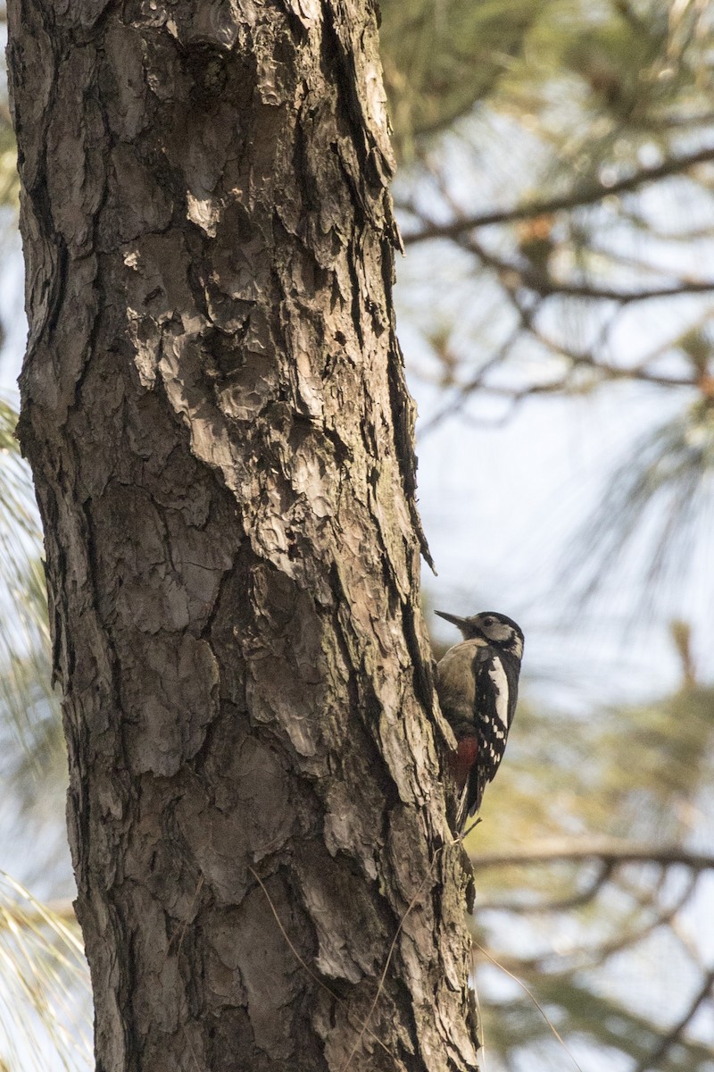 Himalayan Woodpecker - ML561006241