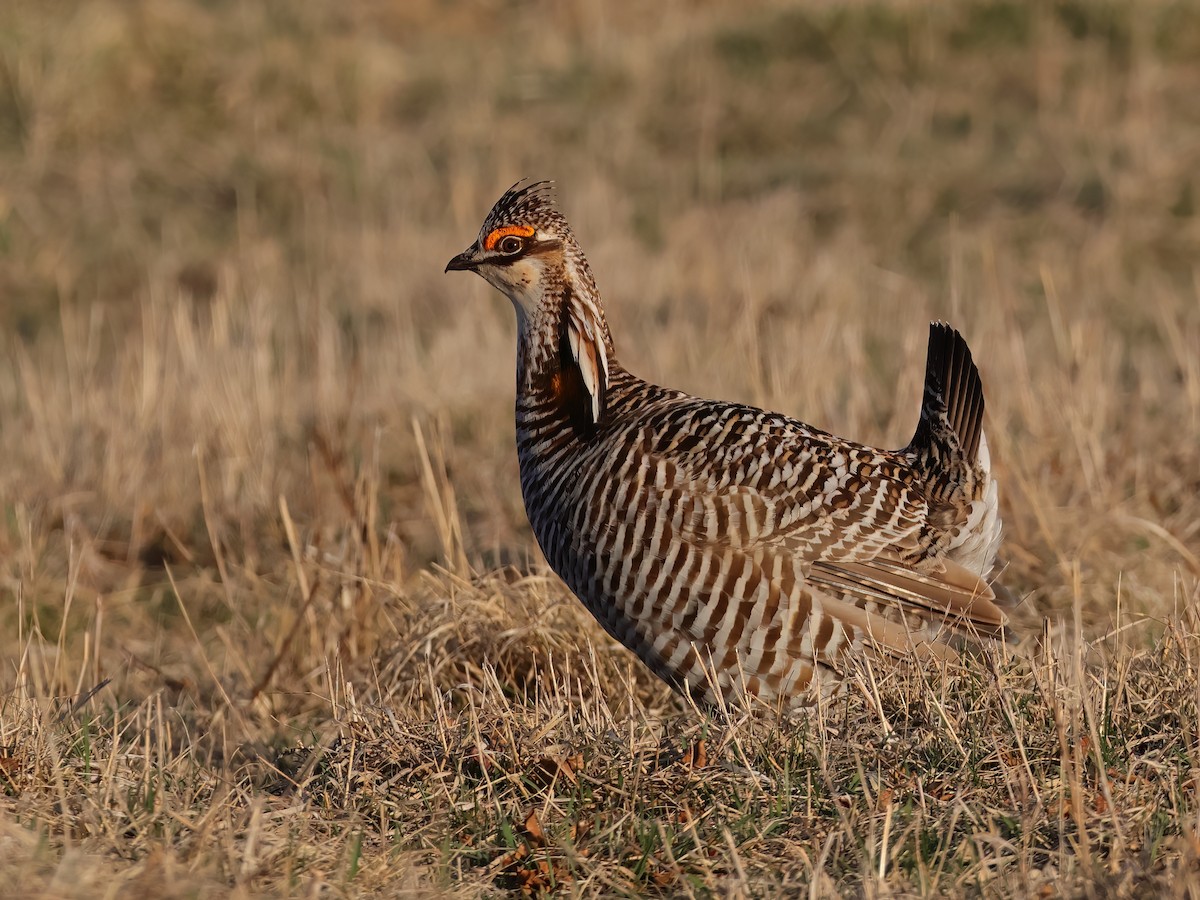 Tétras des prairies - ML561006731