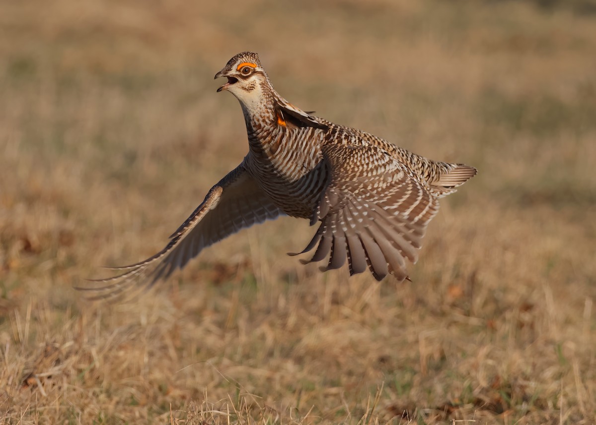 Gallo de las Praderas Grande - ML561006741