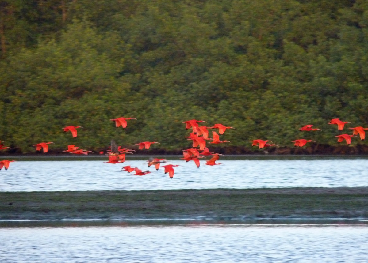 Scarlet Ibis - Charlotte Byers